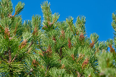 Buy stock photo Summertime forest