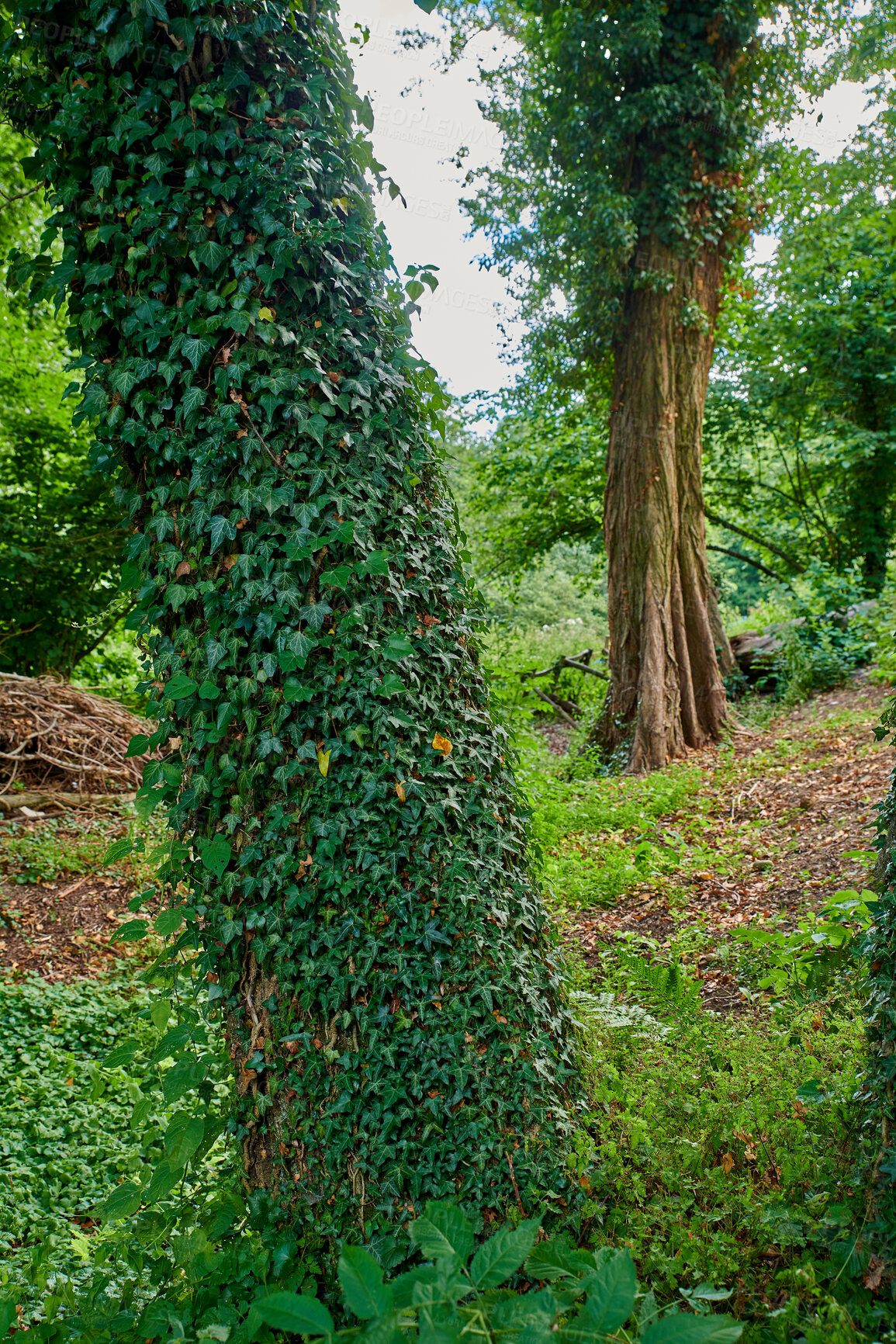 Buy stock photo Summertime forest