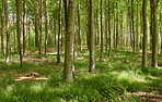 Sommertime trees in the forestt