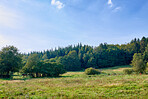 Sommertime trees in the forestt