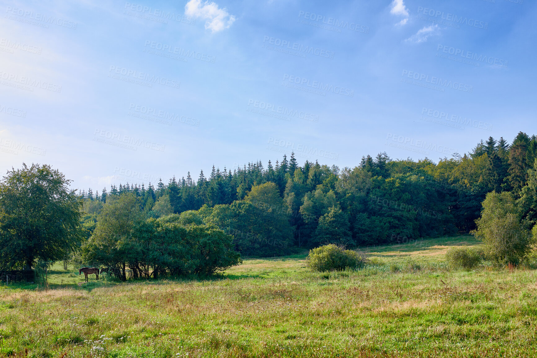 Buy stock photo Summertime forest