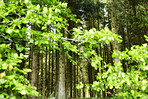 Sommertime trees in the forestt