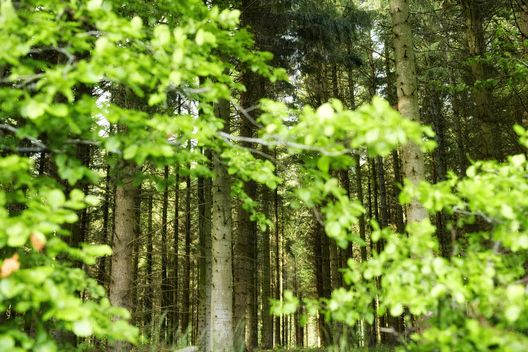 Buy stock photo Trees, nature and plant growth in forest for ecology, sustainable environment and woods. Green, foliage and leaves in jungle, botanical ecosystem and eco friendly rainforest in natural habitat