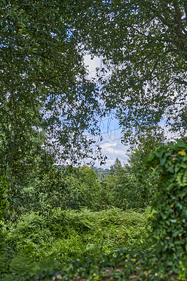 Buy stock photo Summertime forest