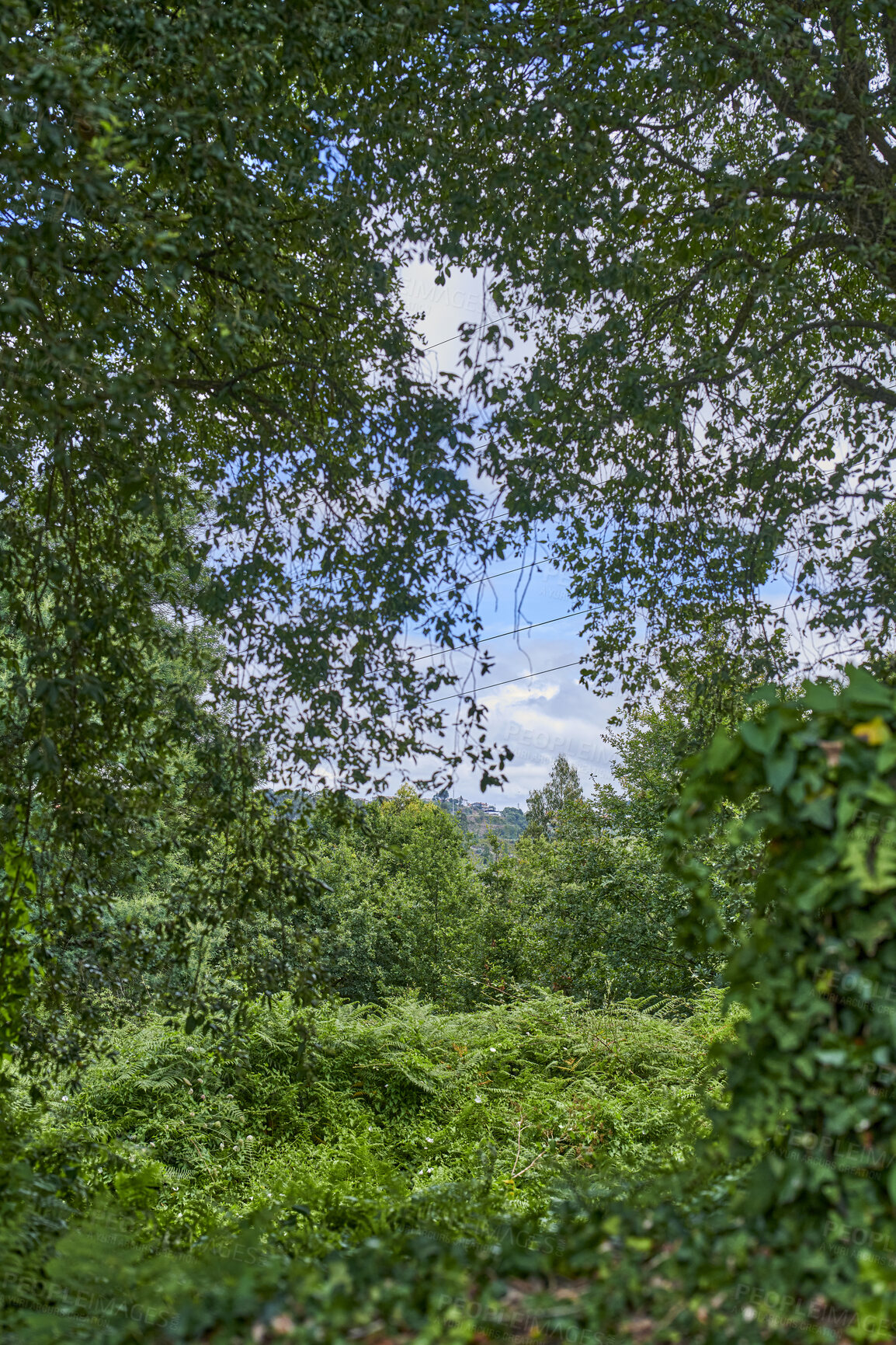 Buy stock photo Summertime forest