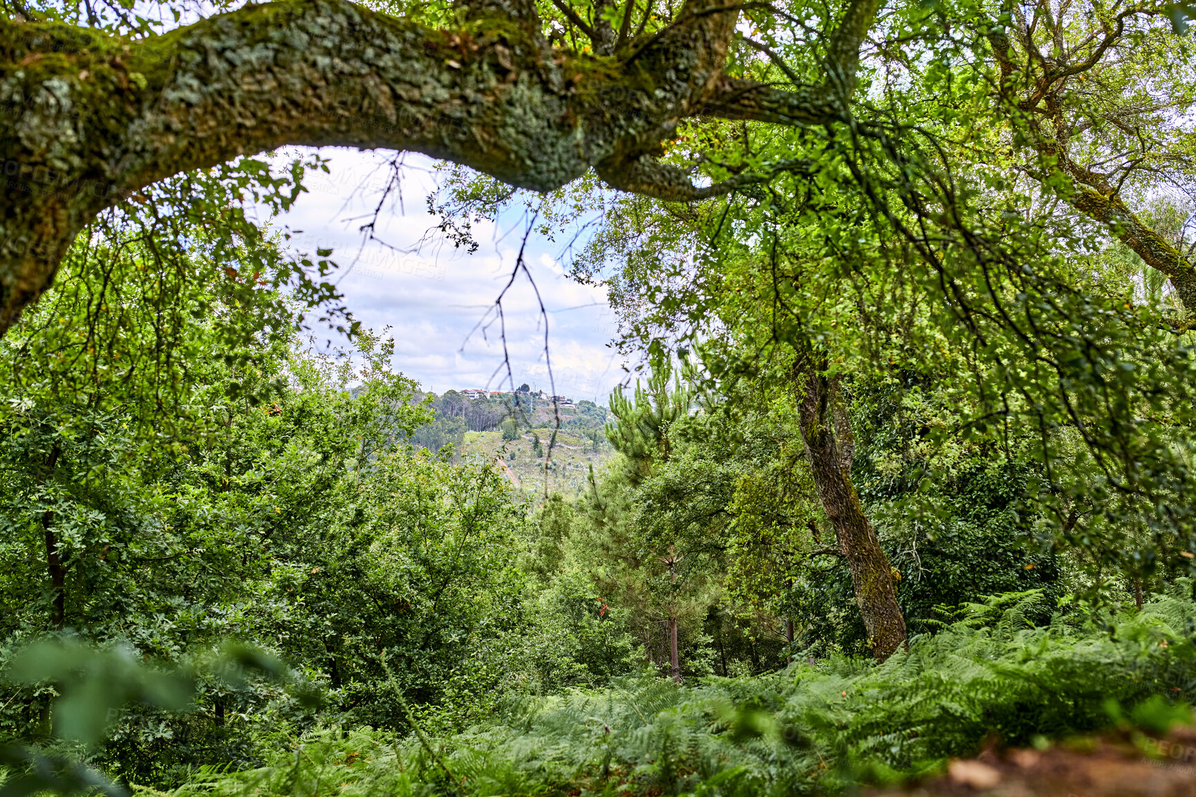 Buy stock photo Summertime forest