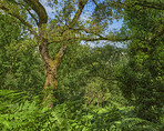 Sommertime trees in the forestt