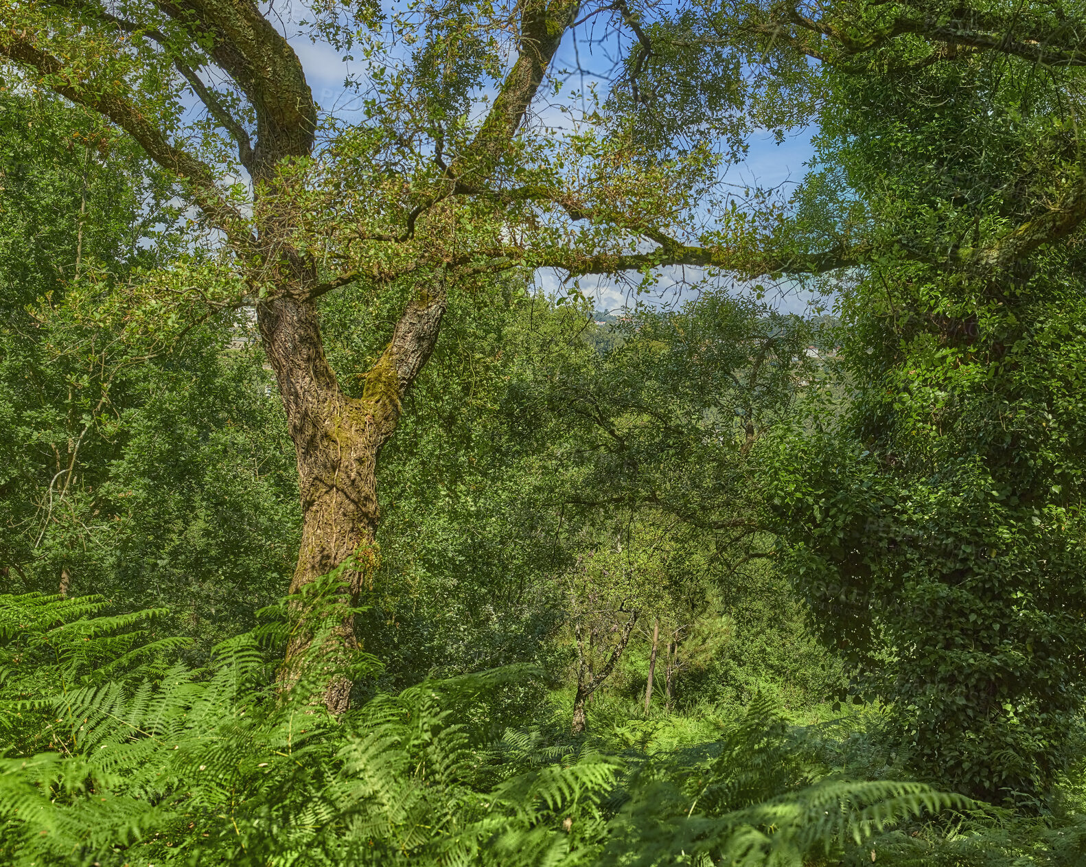 Buy stock photo Summertime forest