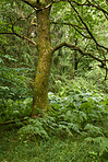 Sommertime trees in the forestt