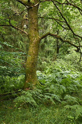 Buy stock photo Summertime forest