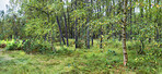Sommertime trees in the forestt