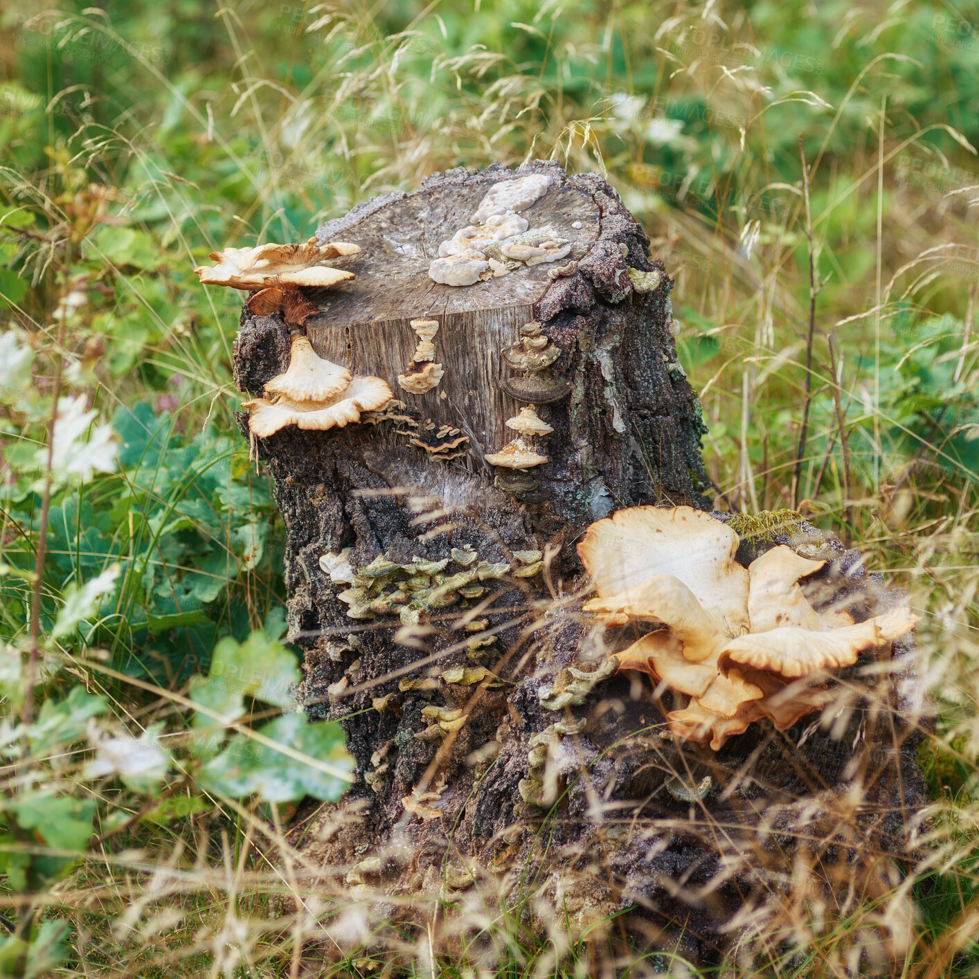 Buy stock photo Autumn forest