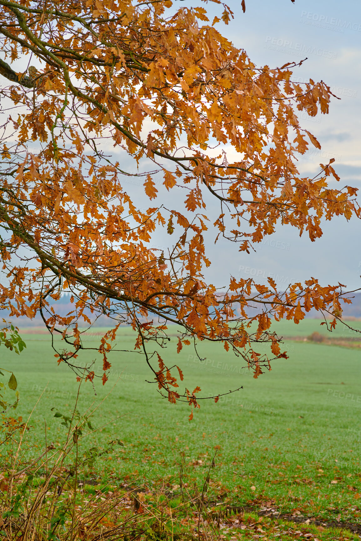 Buy stock photo Autumn forest