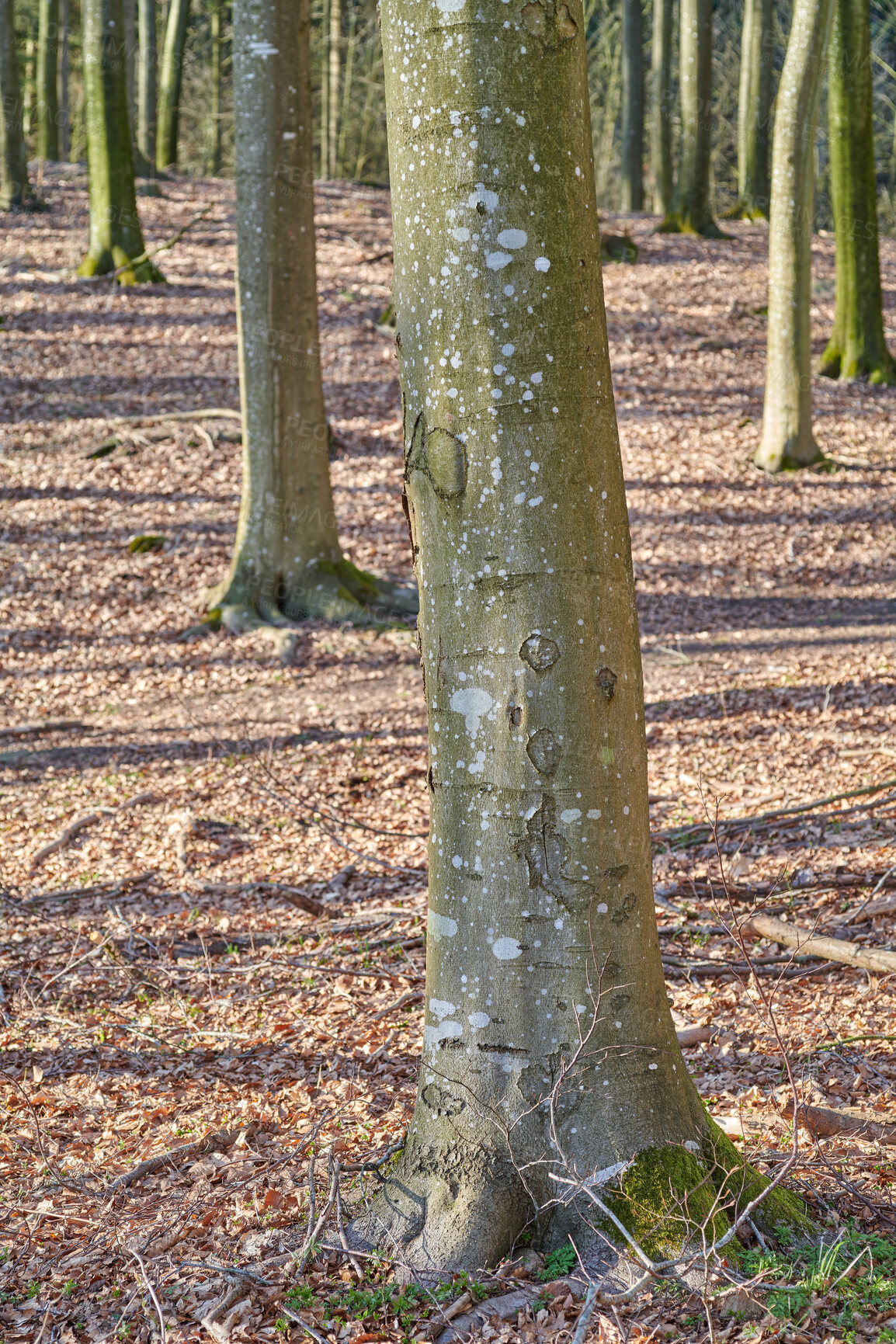 Buy stock photo Autumn forest