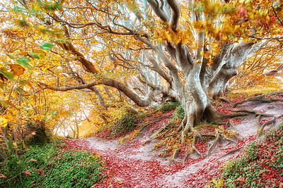 Buy stock photo Autumn forest