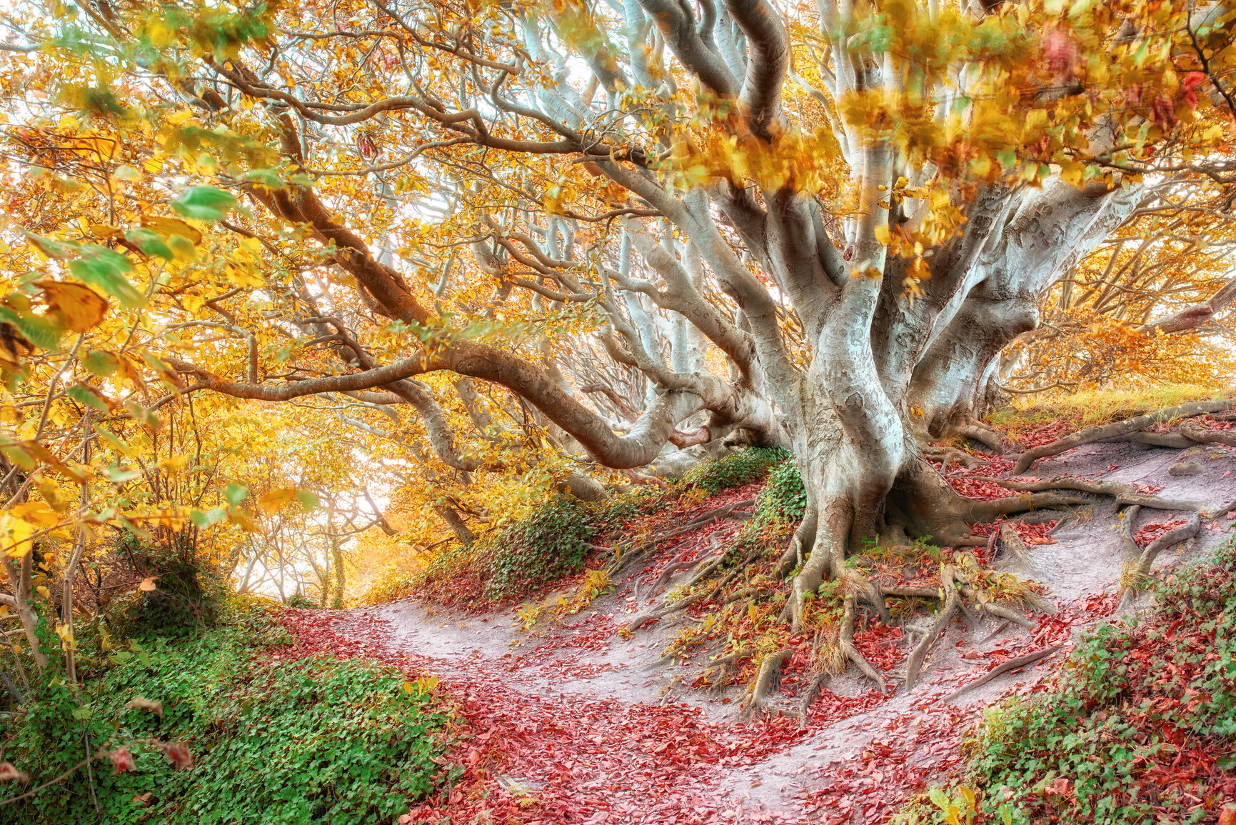 Buy stock photo Autumn forest