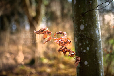 Buy stock photo Autumn forest