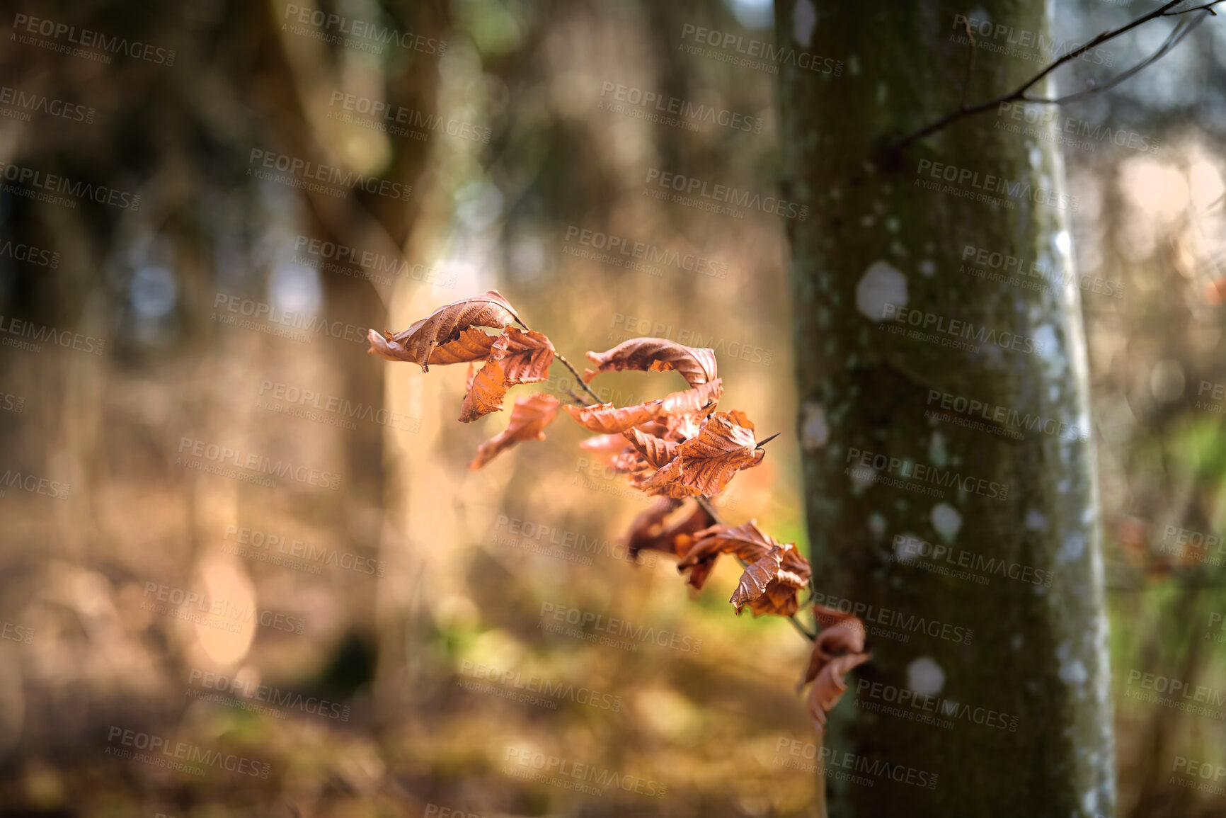 Buy stock photo Autumn forest