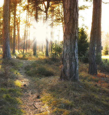 Buy stock photo Autumn forest