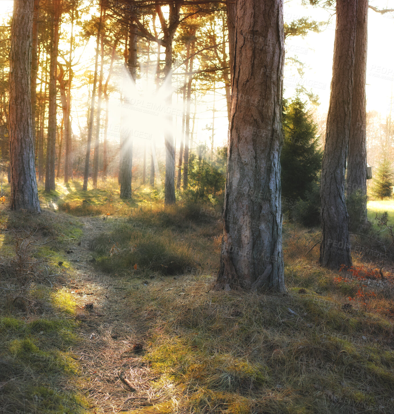 Buy stock photo Autumn forest