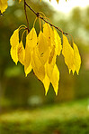 Autumn trees in the forestt