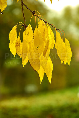 Buy stock photo Autumn forest