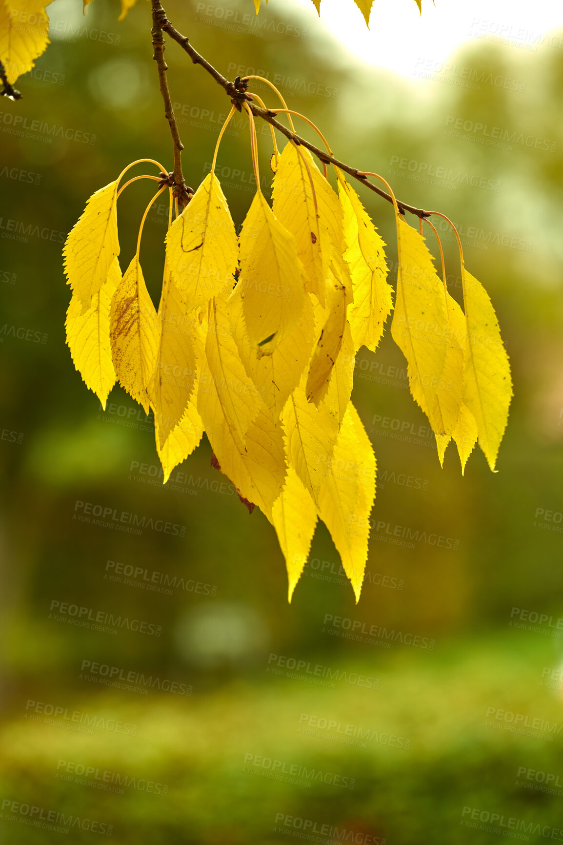 Buy stock photo Autumn forest