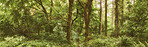 Autumn trees in the forestt