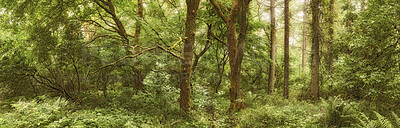 Buy stock photo Autumn forest