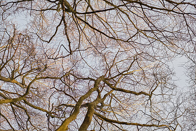 Buy stock photo Autumn forest