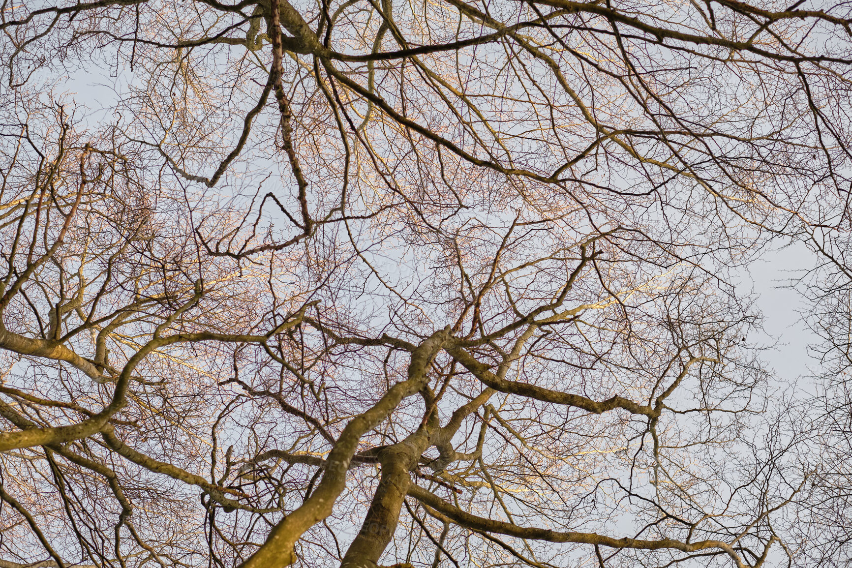 Buy stock photo Autumn forest