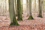Autumn trees in the forestt