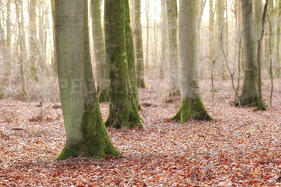 Buy stock photo Autumn forest