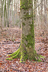 Autumn trees in the forestt