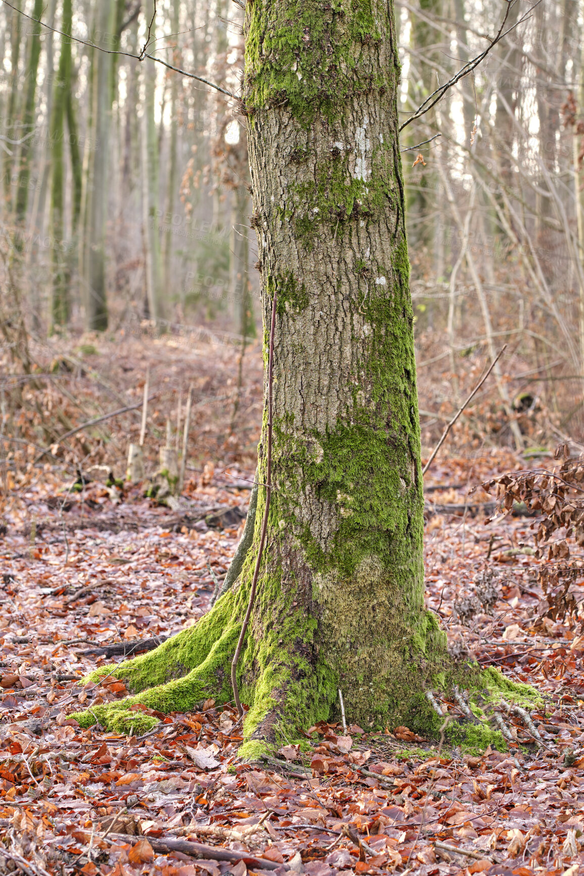 Buy stock photo Autumn forest