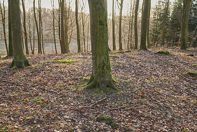 Buy stock photo Autumn forest