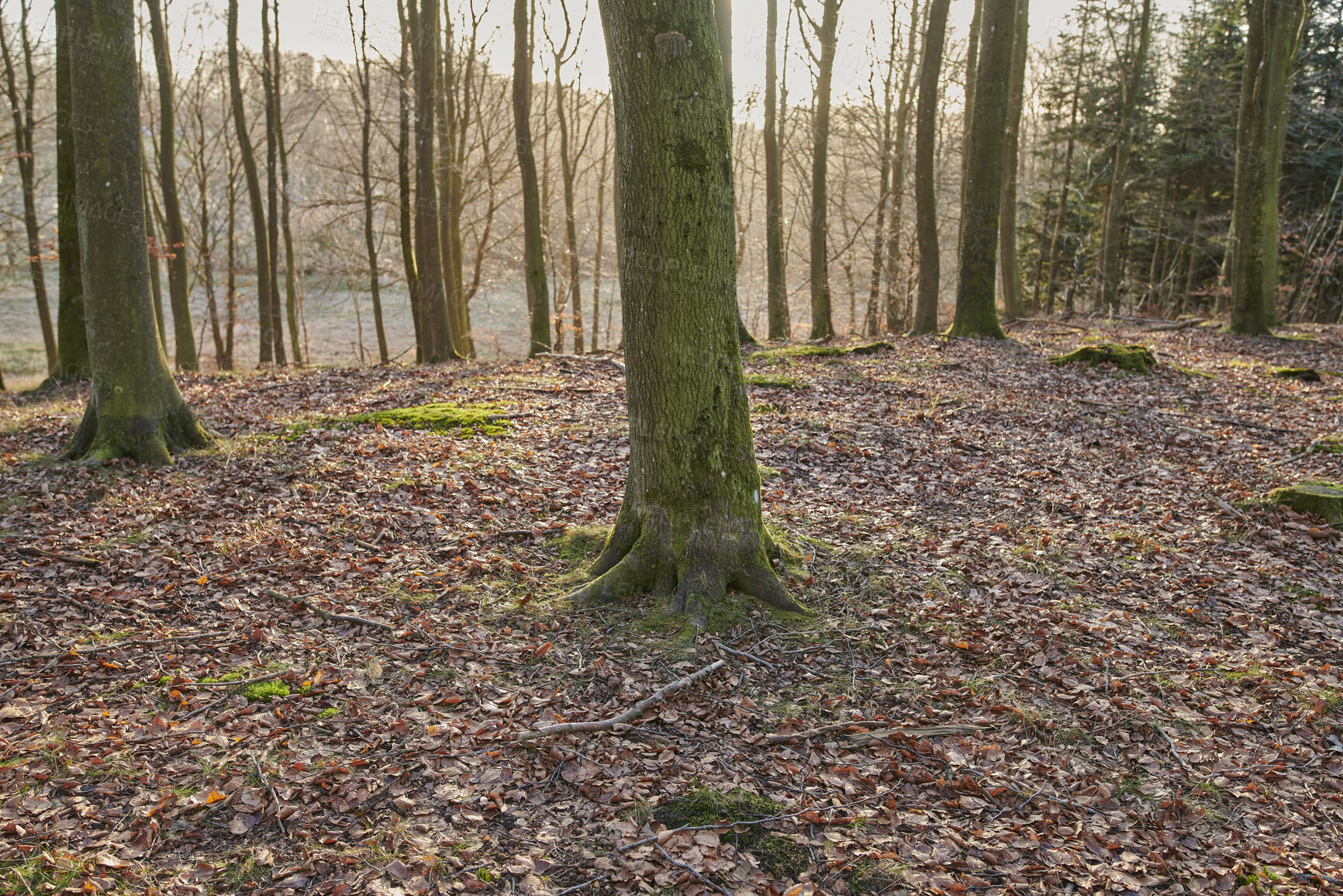 Buy stock photo Autumn forest