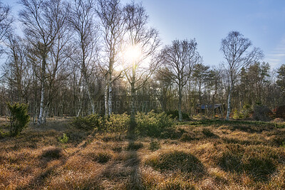 Buy stock photo Autumn forest