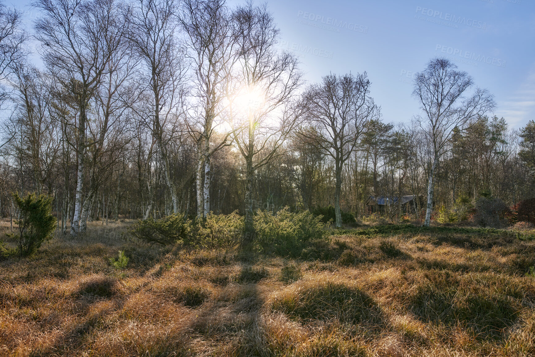 Buy stock photo Autumn forest