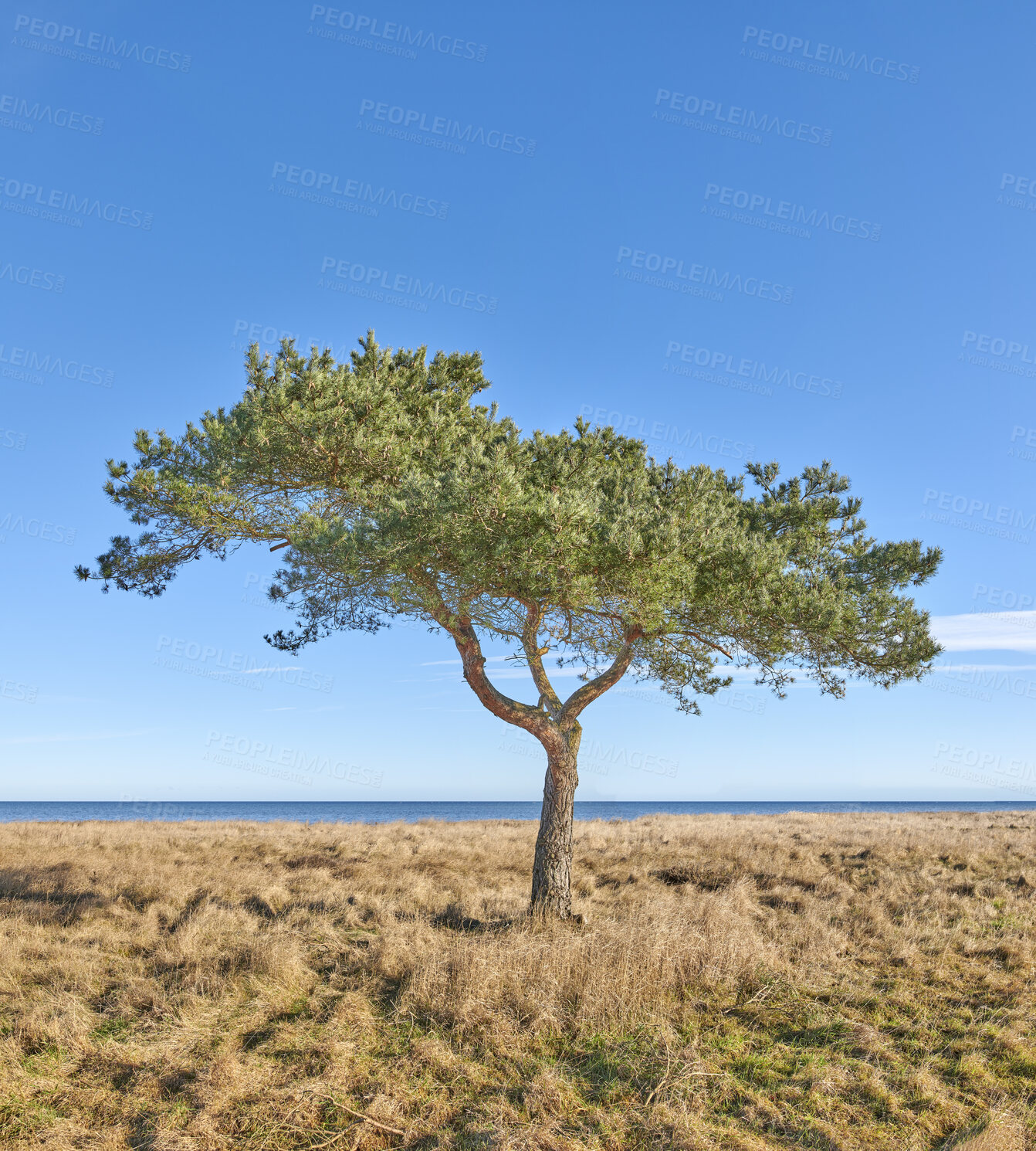 Buy stock photo Autumn forest