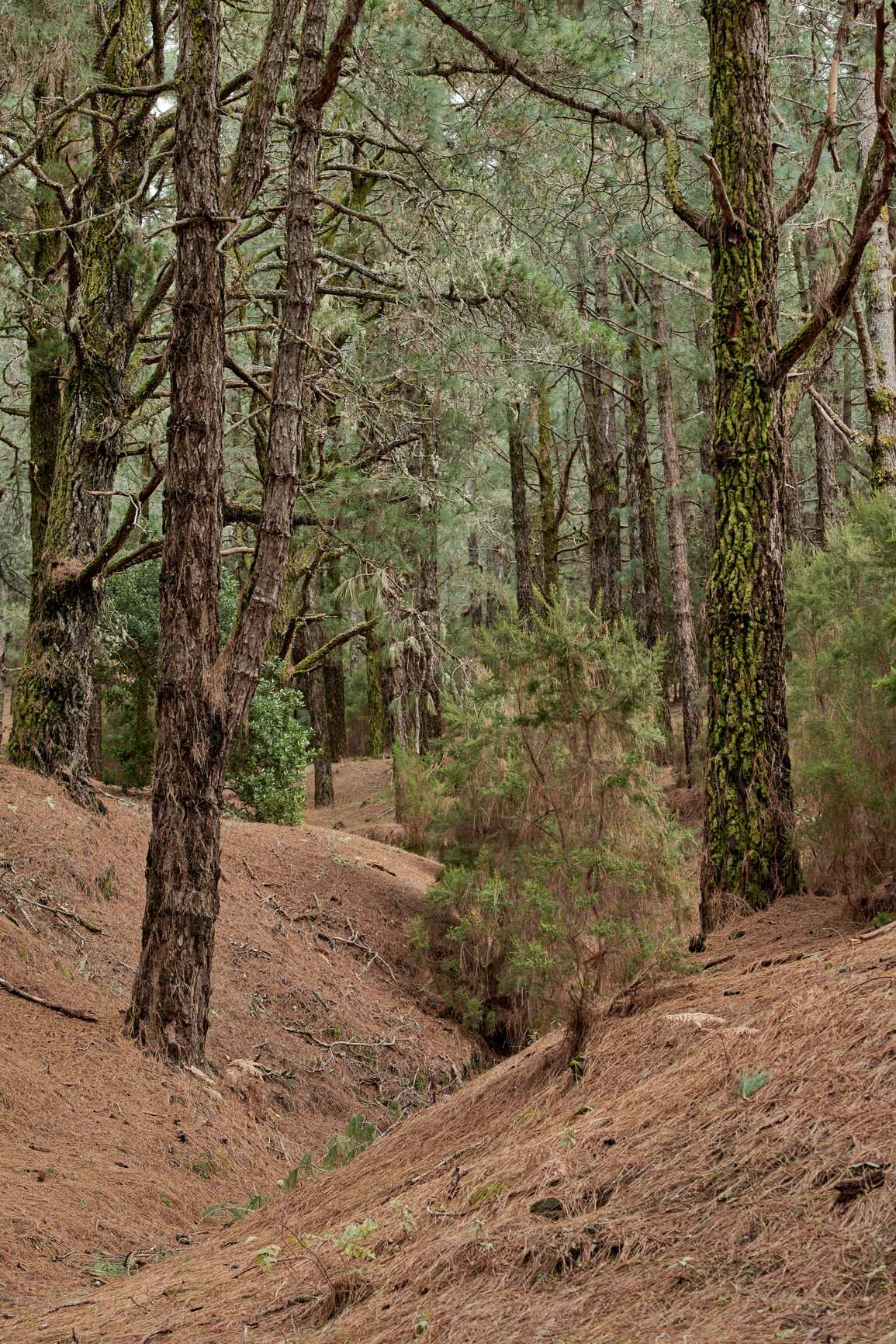 Buy stock photo Trees and forests of all types and seasons