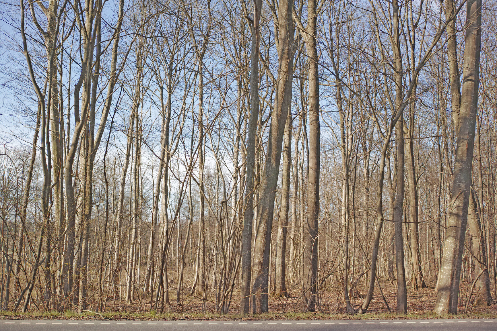 Buy stock photo Trees and forests of all types and seasons