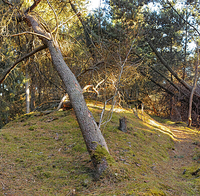 Buy stock photo Trees and forests of all types and seasons