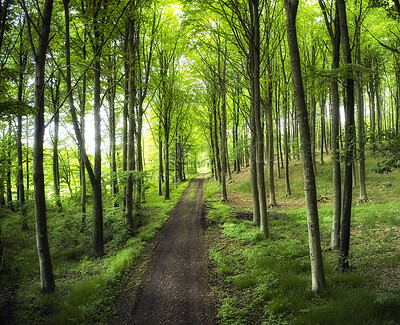 Buy stock photo Trees and forests of all types and seasons