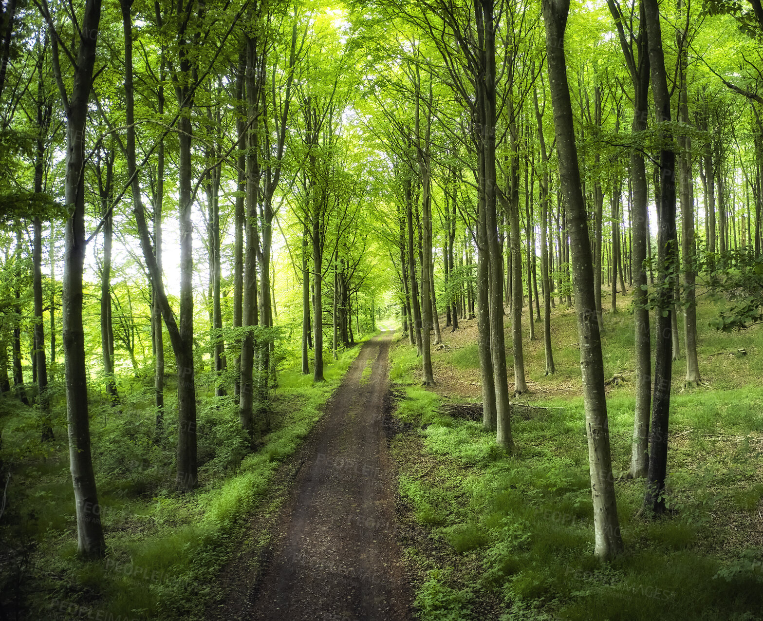 Buy stock photo Trees and forests of all types and seasons