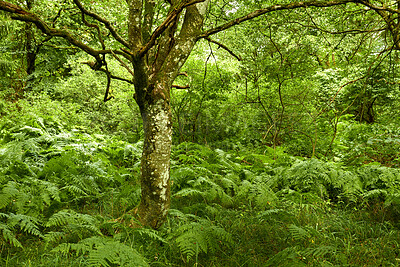 Buy stock photo Trees and forests of all types and seasons