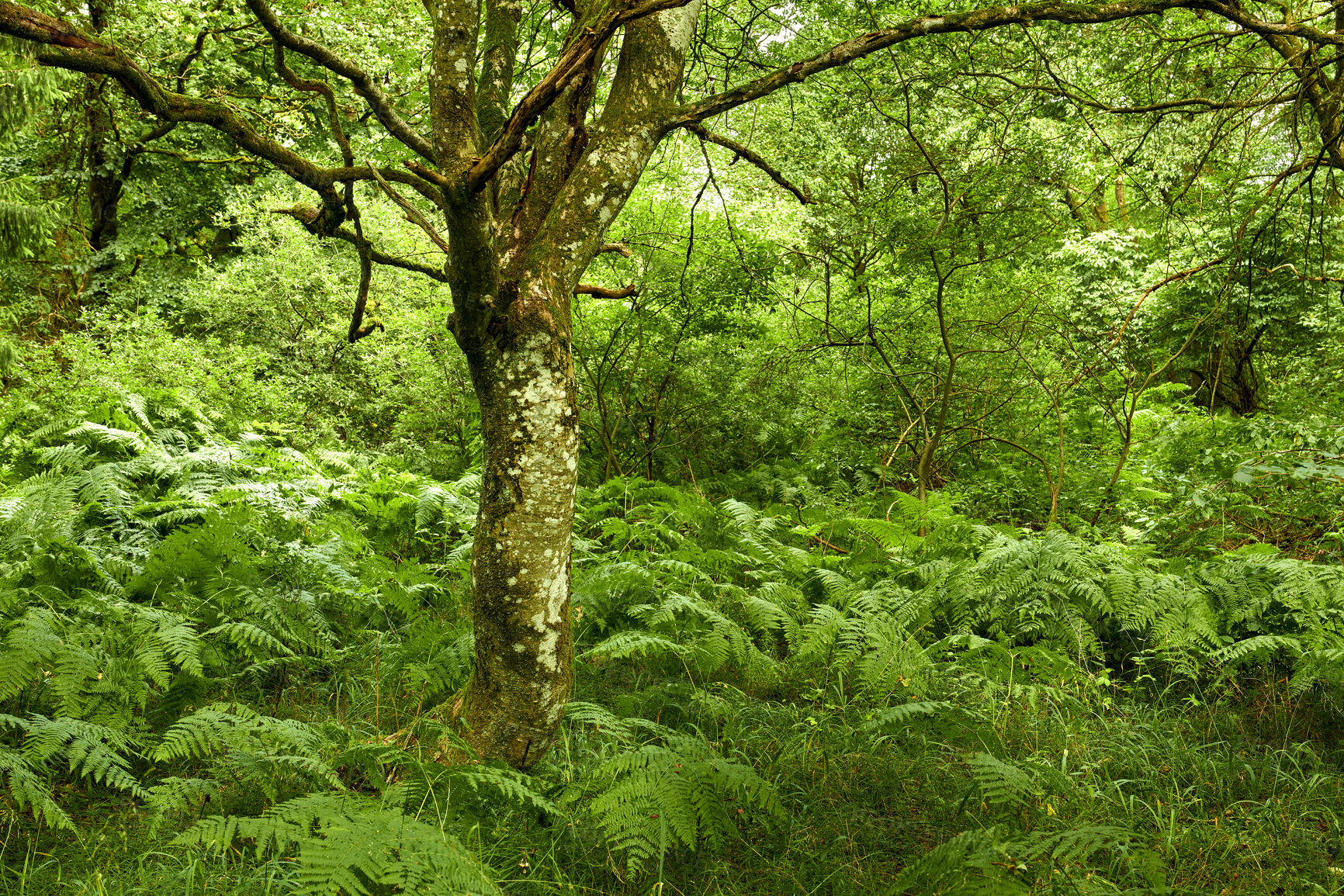 Buy stock photo Trees and forests of all types and seasons