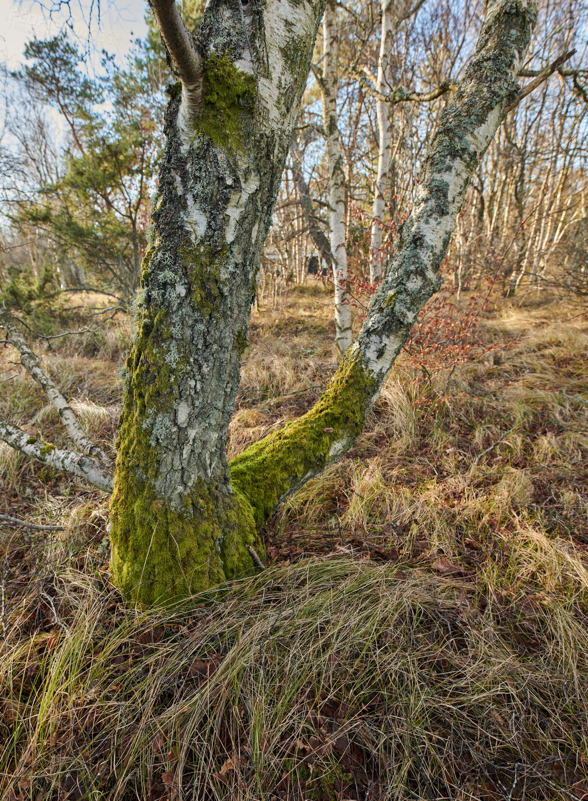 Buy stock photo Trees and forests of all types and seasons