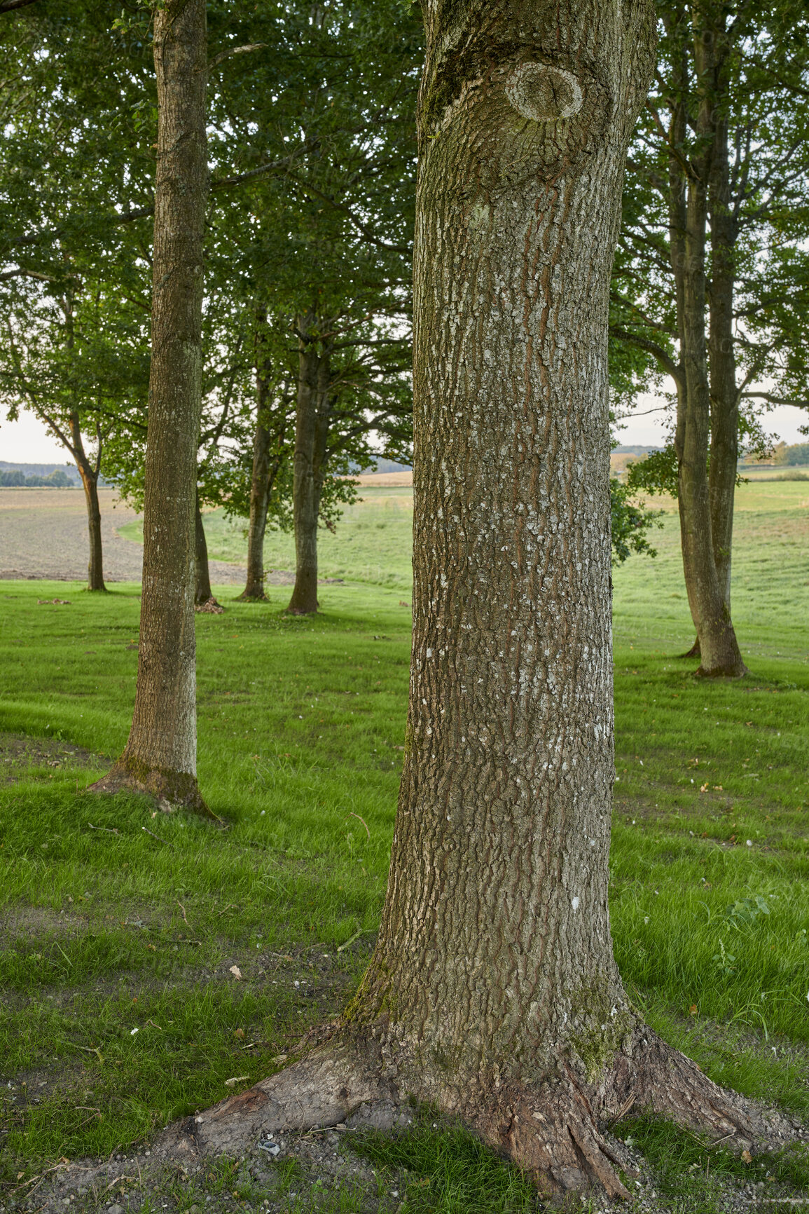 Buy stock photo Trees and forests of all types and seasons