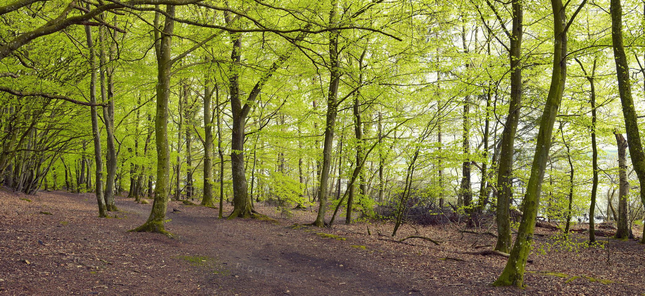 Buy stock photo Trees and forests of all types and seasons